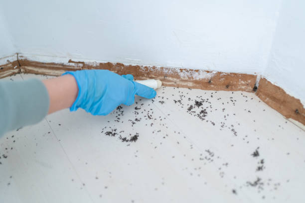 Best Cockroach Control Services  in Worthington, MN